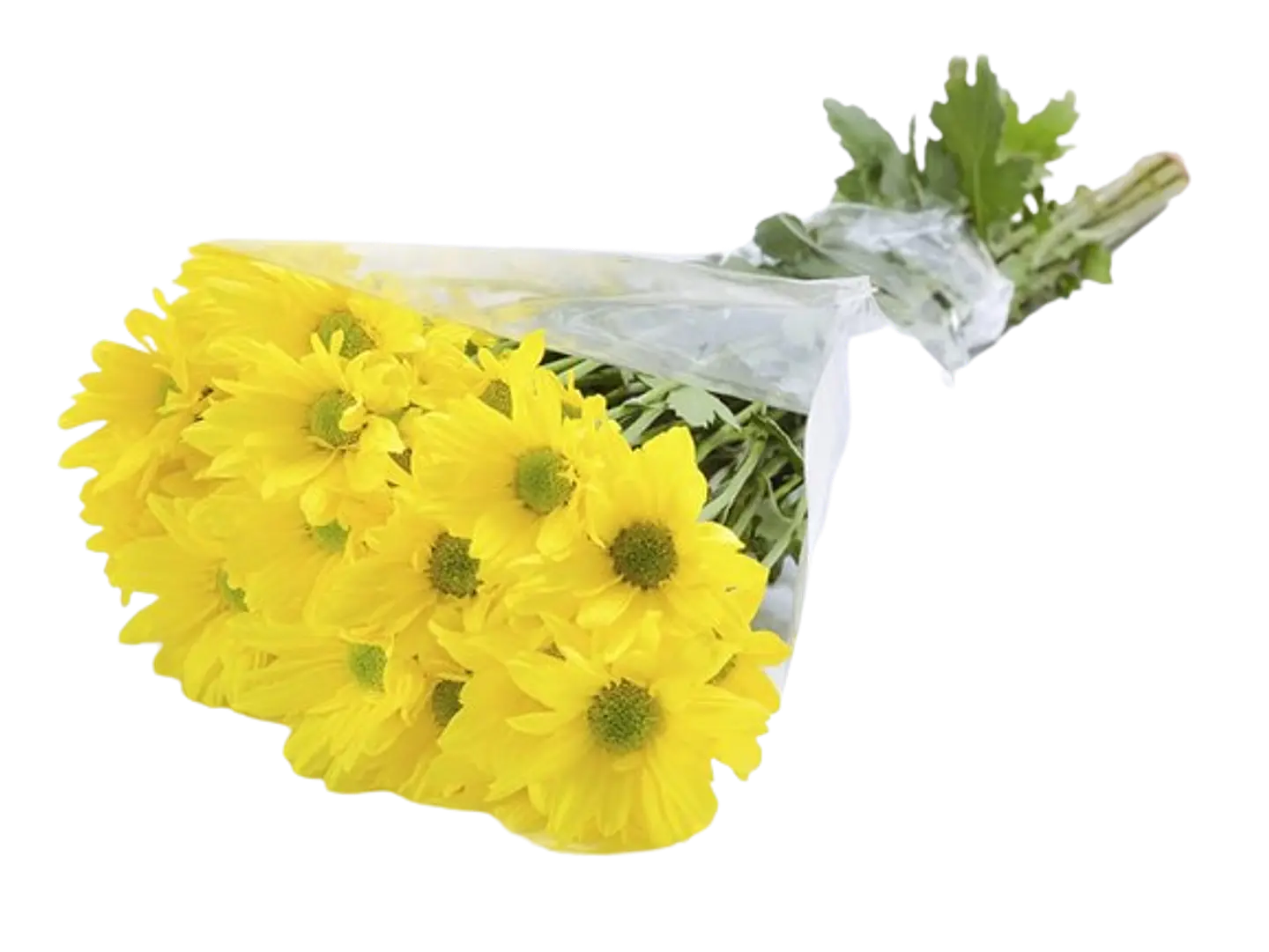 Paquete de Margarita Amarilla 1