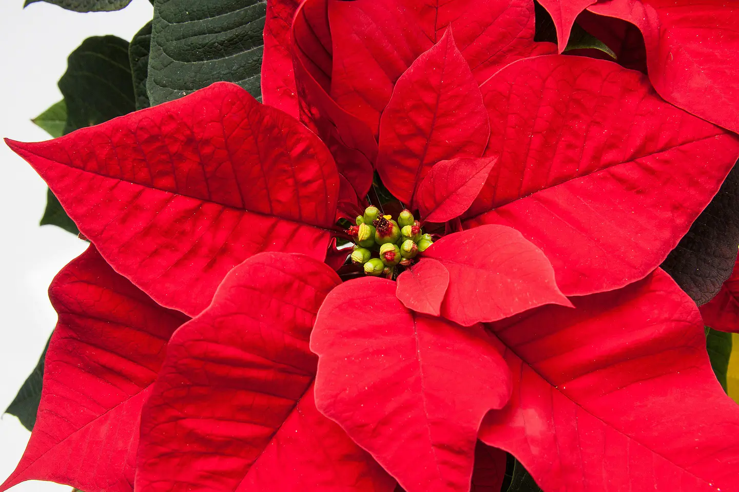 Planta de Navidad (poinsettia) P14 2