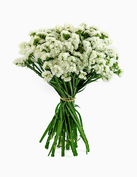 Statis o Siempre Viva Blanca