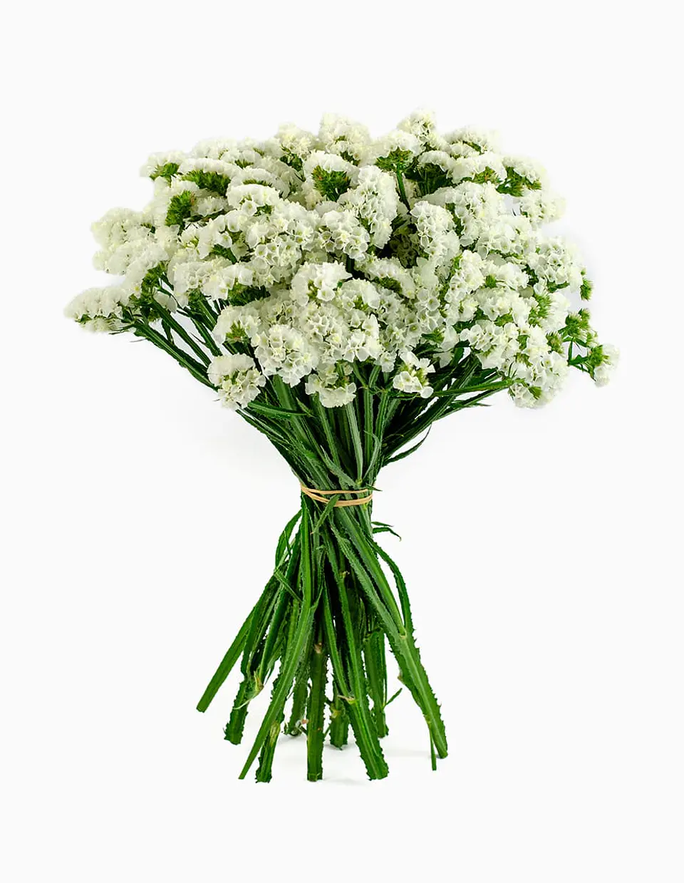 Statis o Siempre Viva Blanca 1