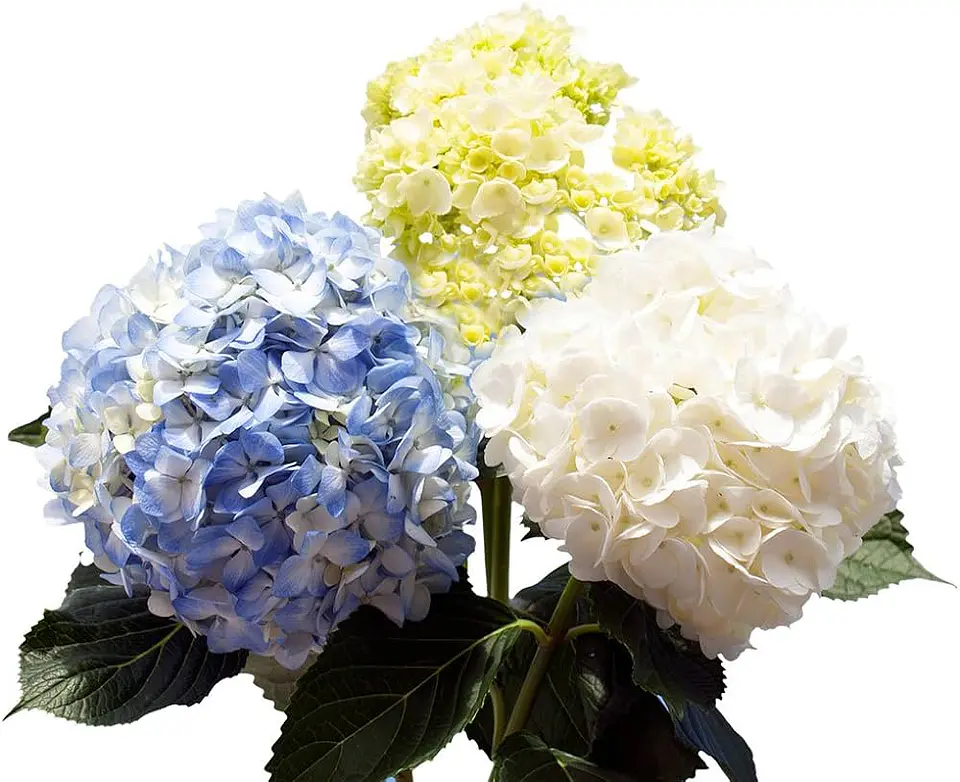 Hortensia X3 1