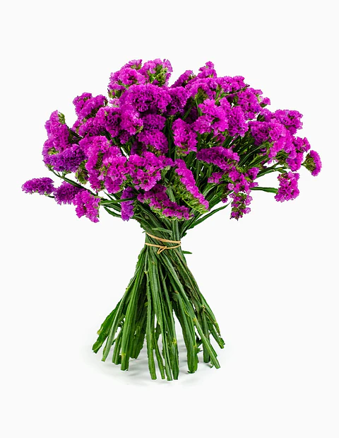 Statis o Siempre Viva Fucsia o Rosada