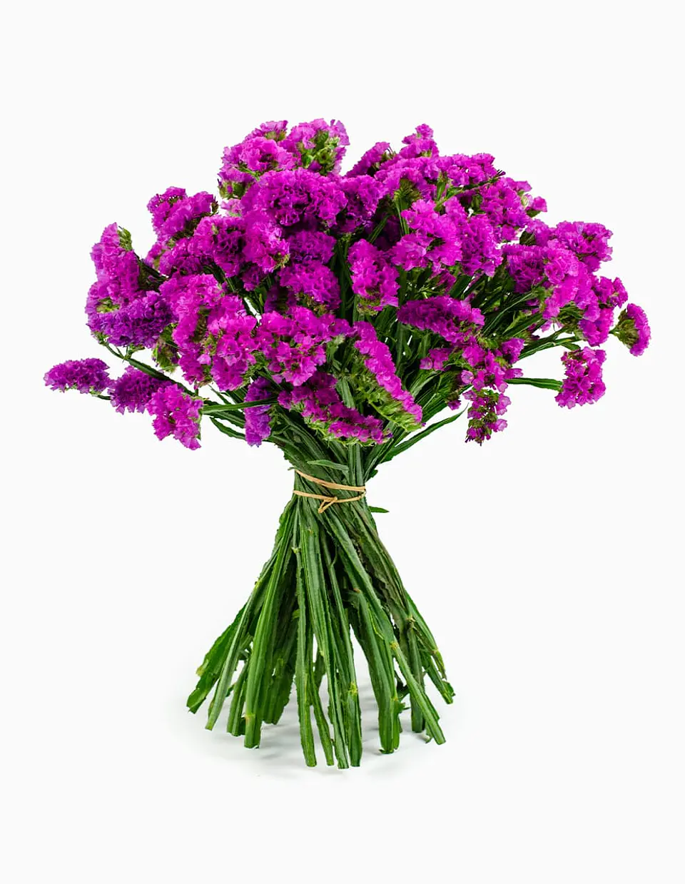 Statis o Siempre Viva Fucsia o Rosada 1