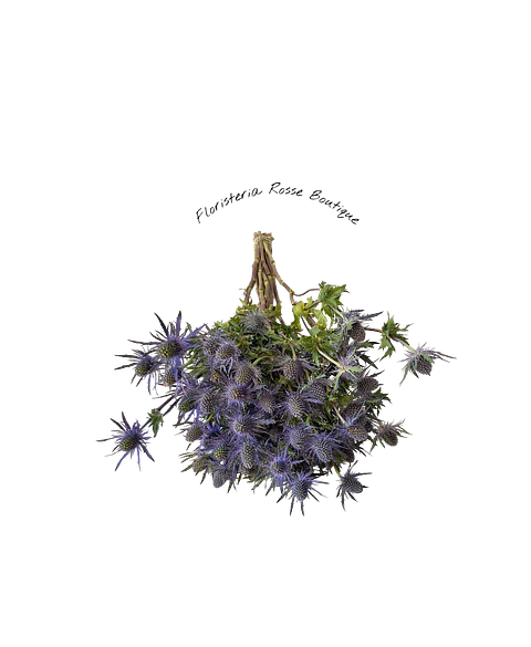 Paquete de Eryngium o Erigio