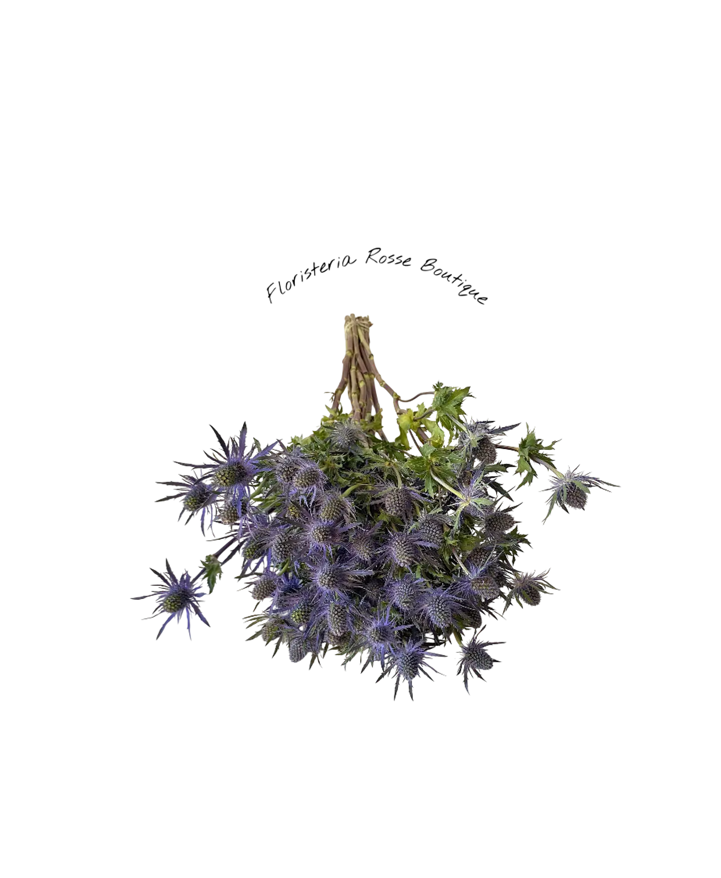 Paquete de Eryngium o Erigio 1