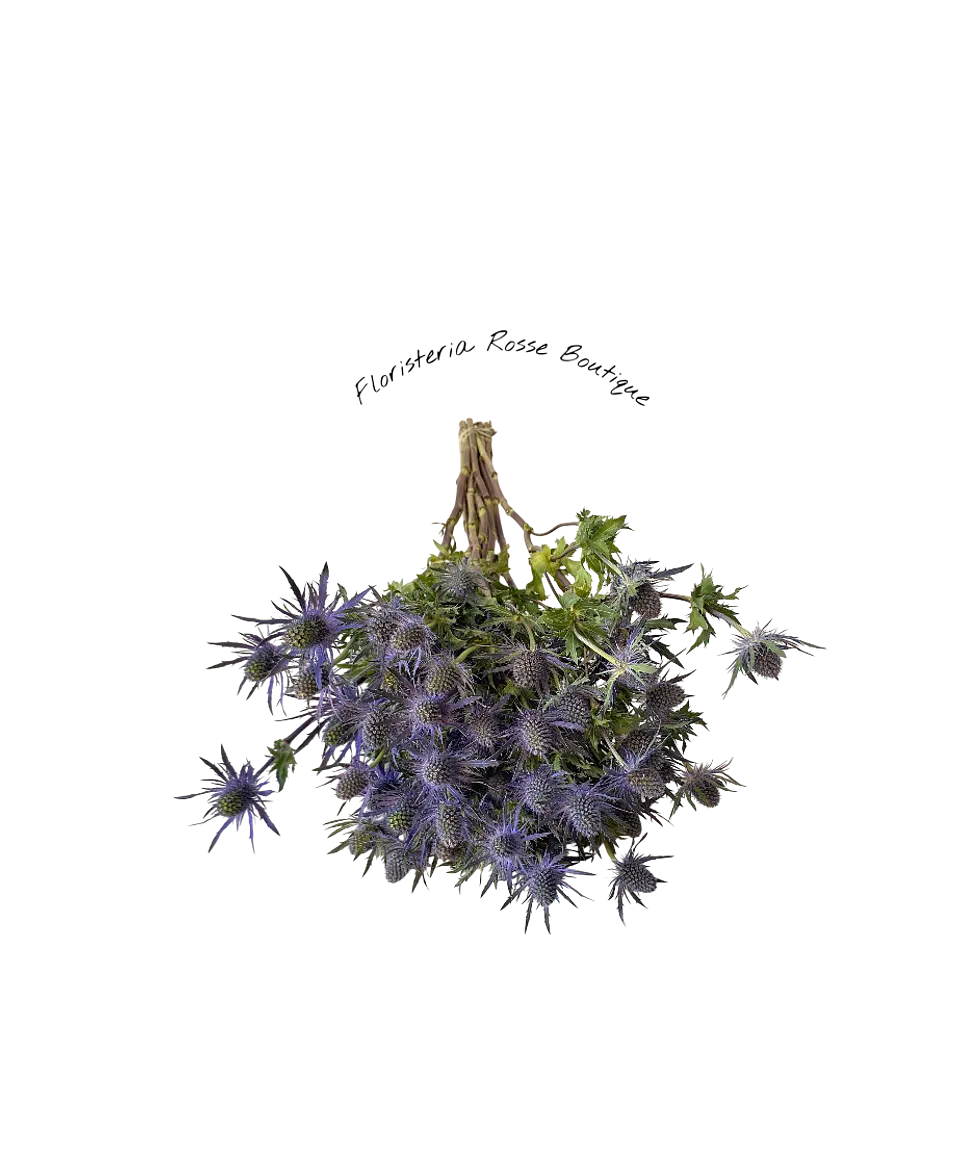 Paquete de Eryngium o Erigio 1
