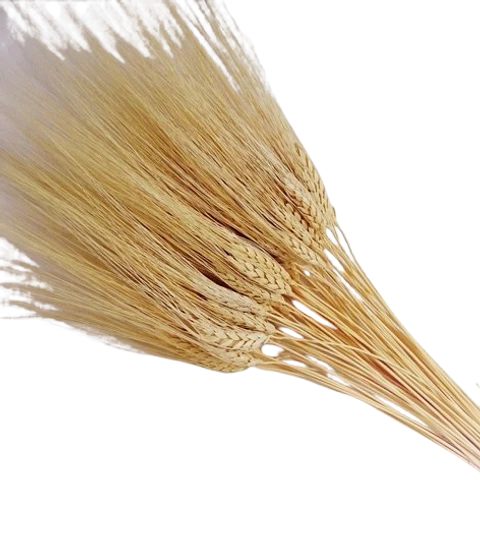 Paquete de Espiga de Trigo X20