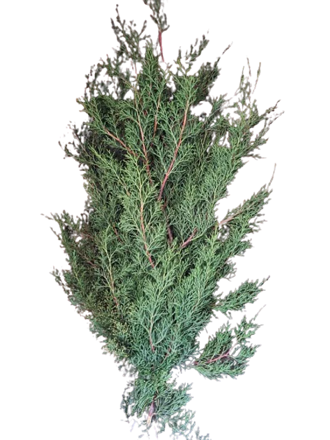 Paquete de Pino Verde Navidad