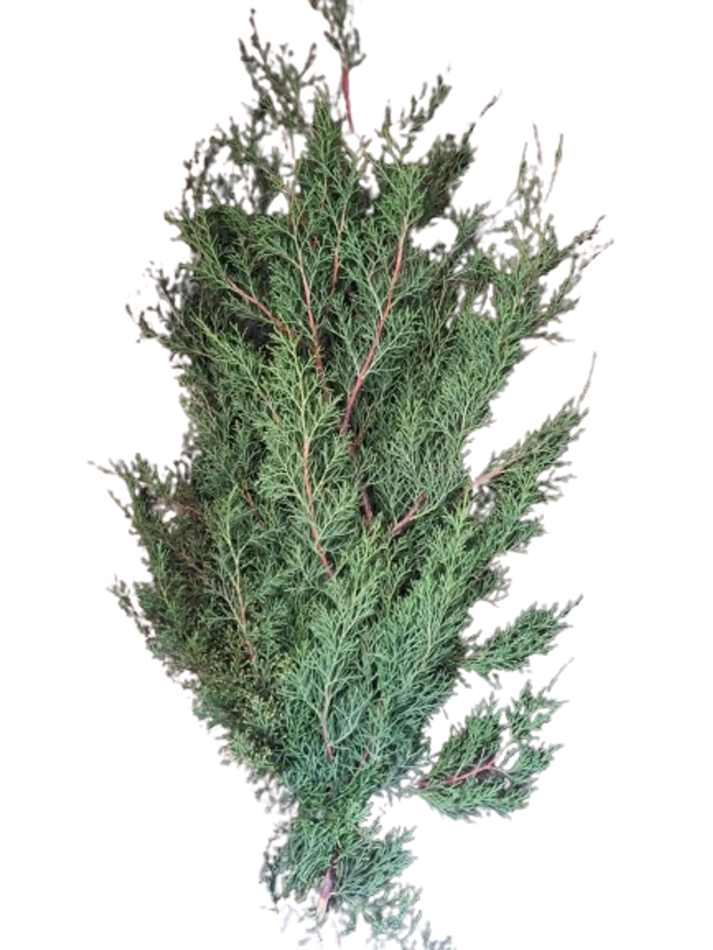 Paquete de Pino Verde Navidad 1