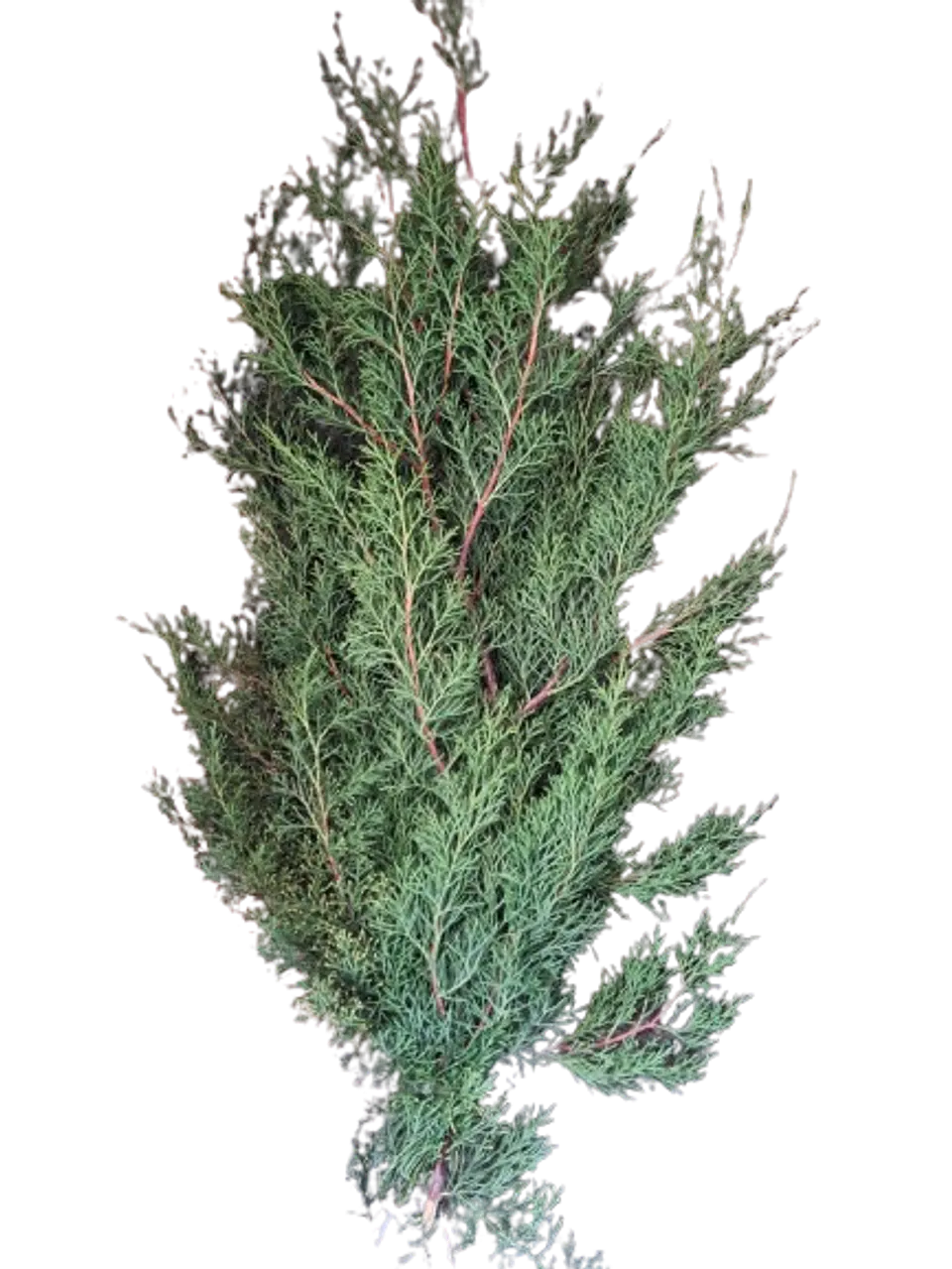 Paquete de Pino Verde Navidad 1