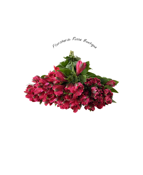 Paquete de Astromelia Fucsia