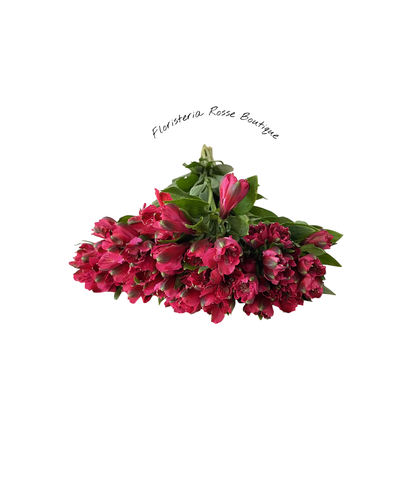 Paquete de Astromelia Fucsia 1