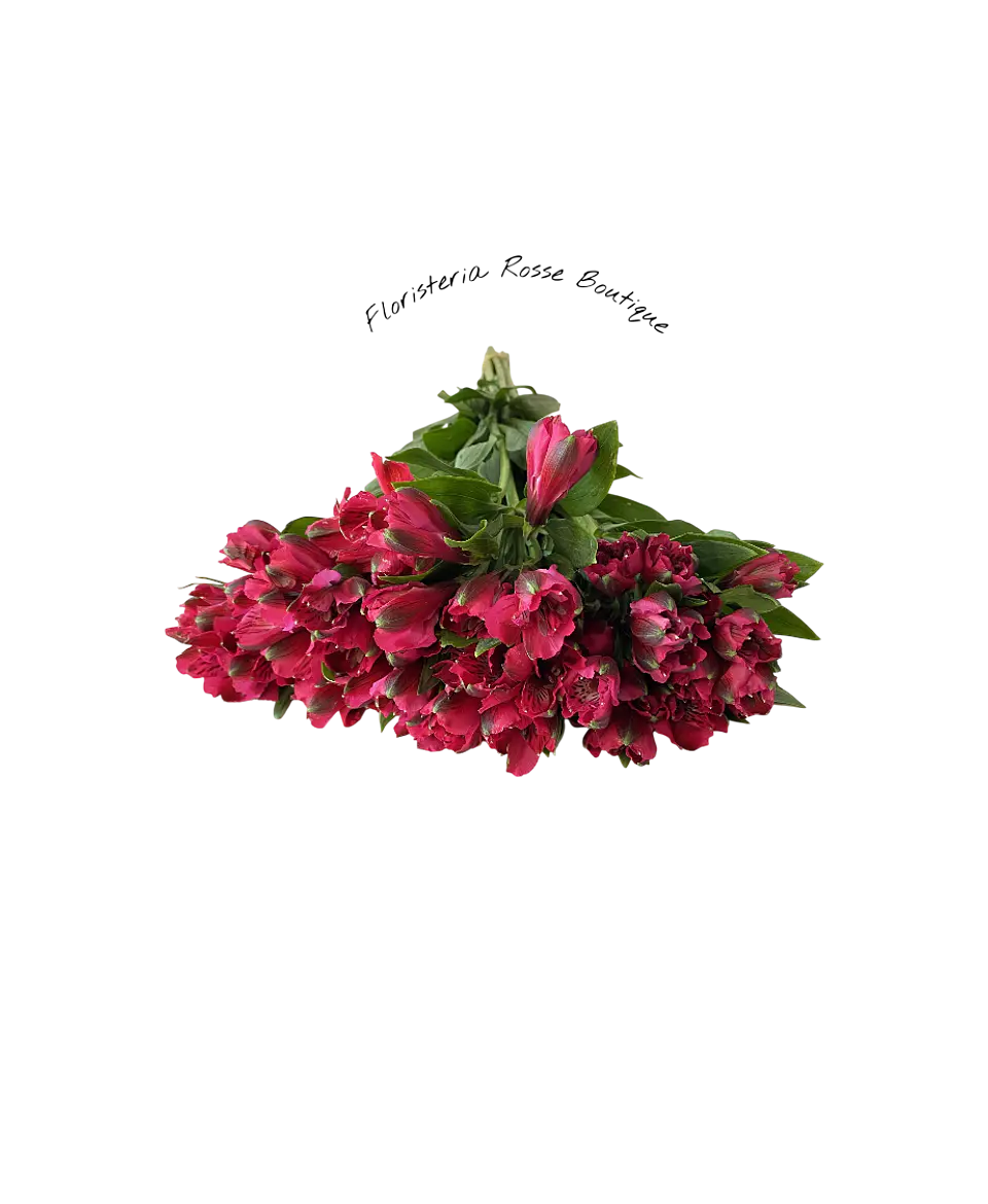 Paquete de Astromelia Fucsia 1