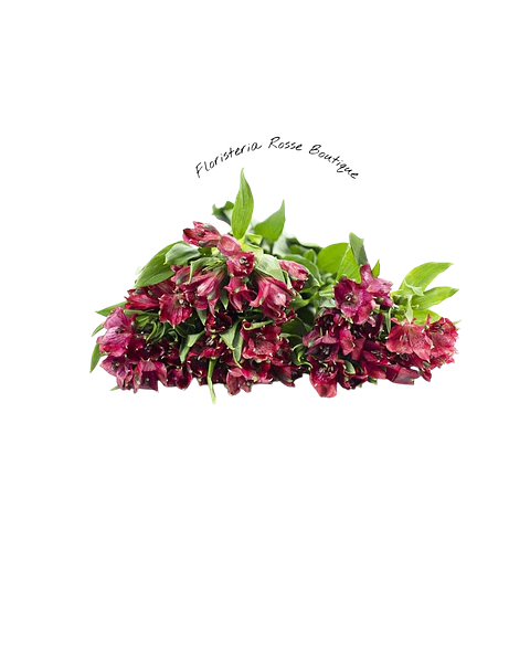 Paquete de Astromelia Roja
