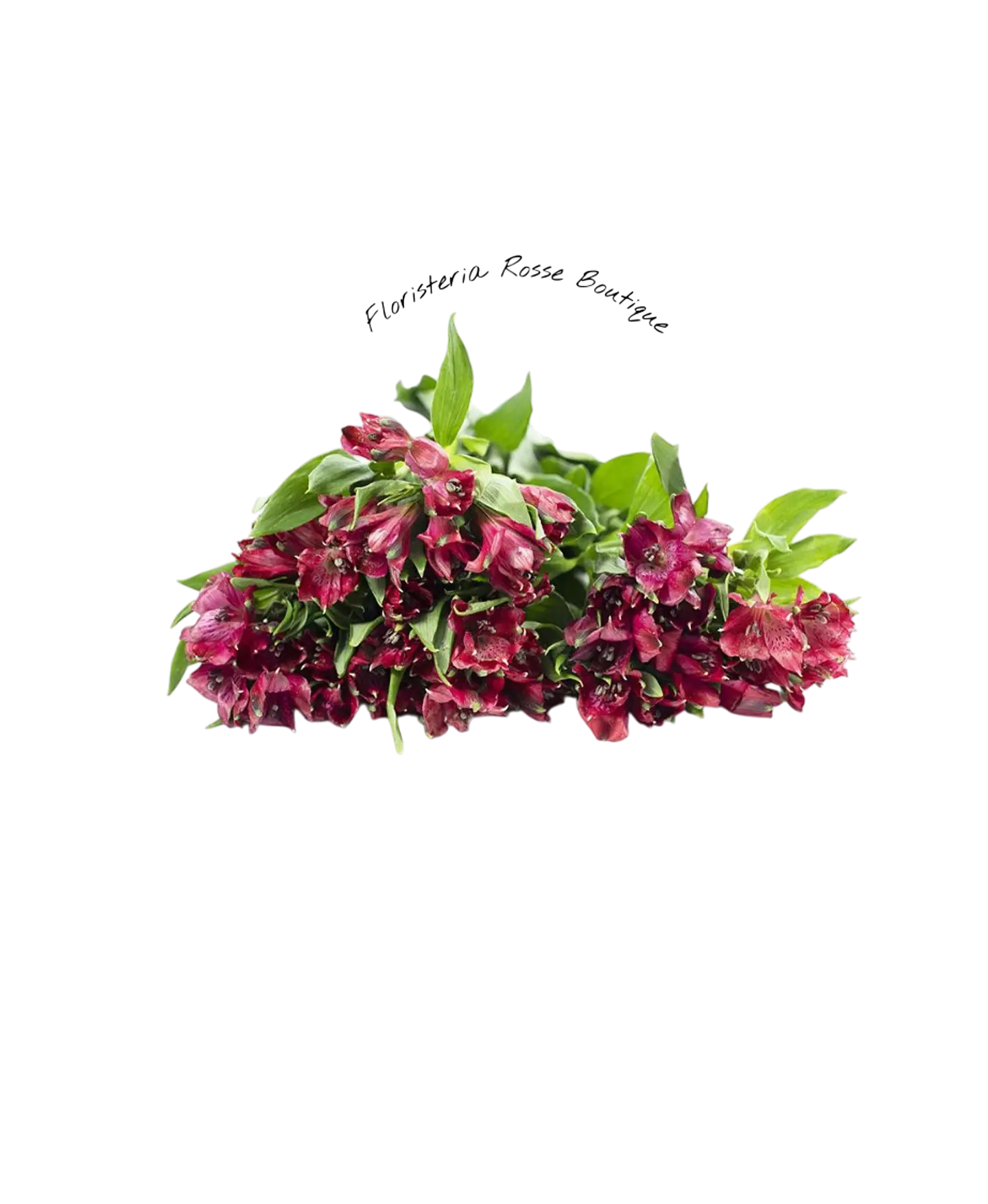 Paquete de Astromelia Roja 1