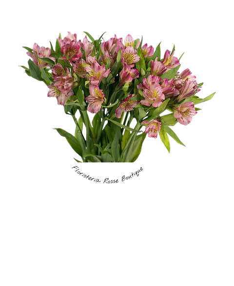 Paquete de Astromelia Rosada