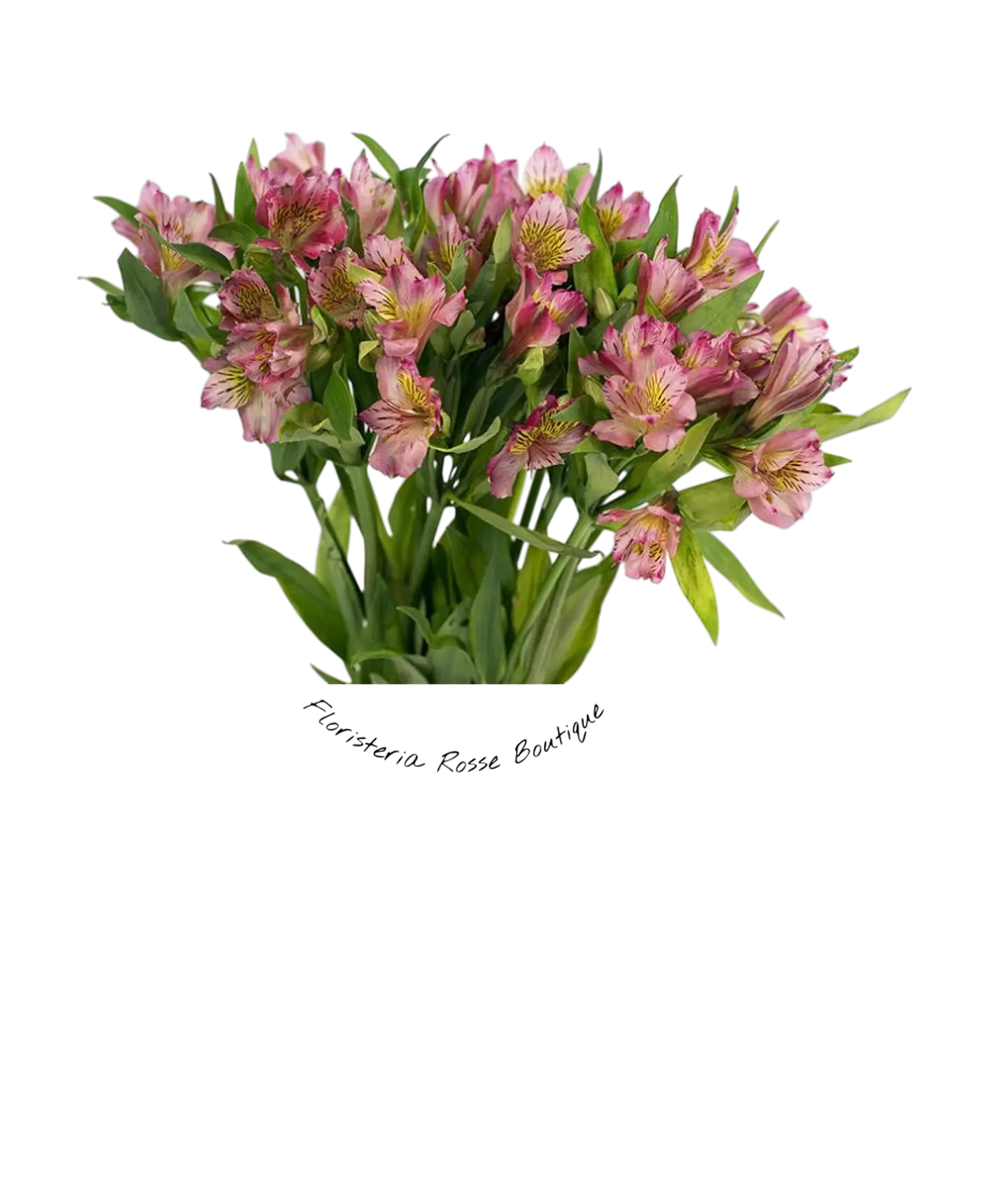 Paquete de Astromelia Rosada 1