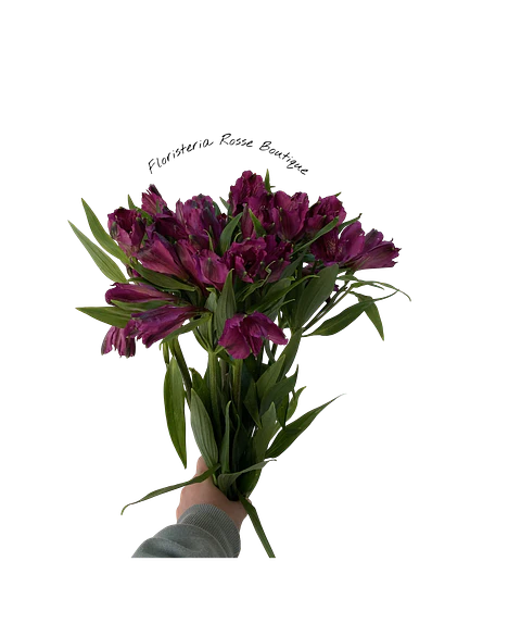 Paquete de Astromelia Morada