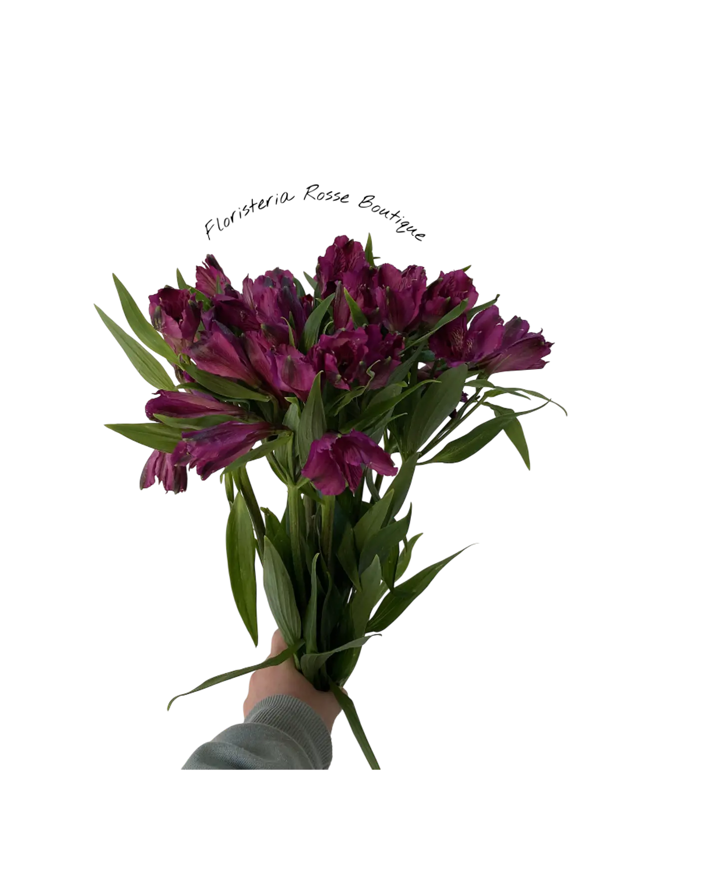 Paquete de Astromelia Morada 1