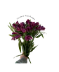 Paquete de Astromelia Morada - Miniatura 1