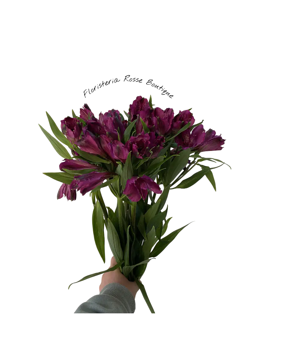 Paquete de Astromelia Morada 1