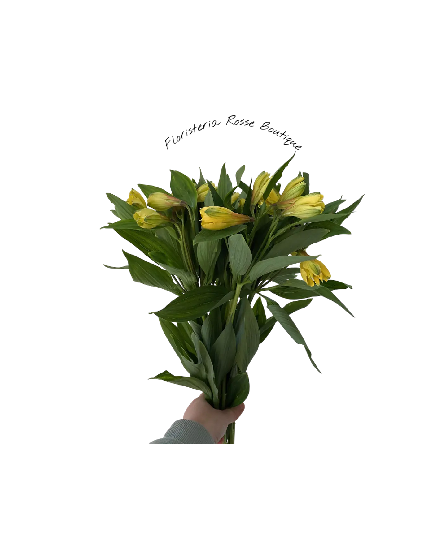 Paquete de Astromelia Amarilla 1
