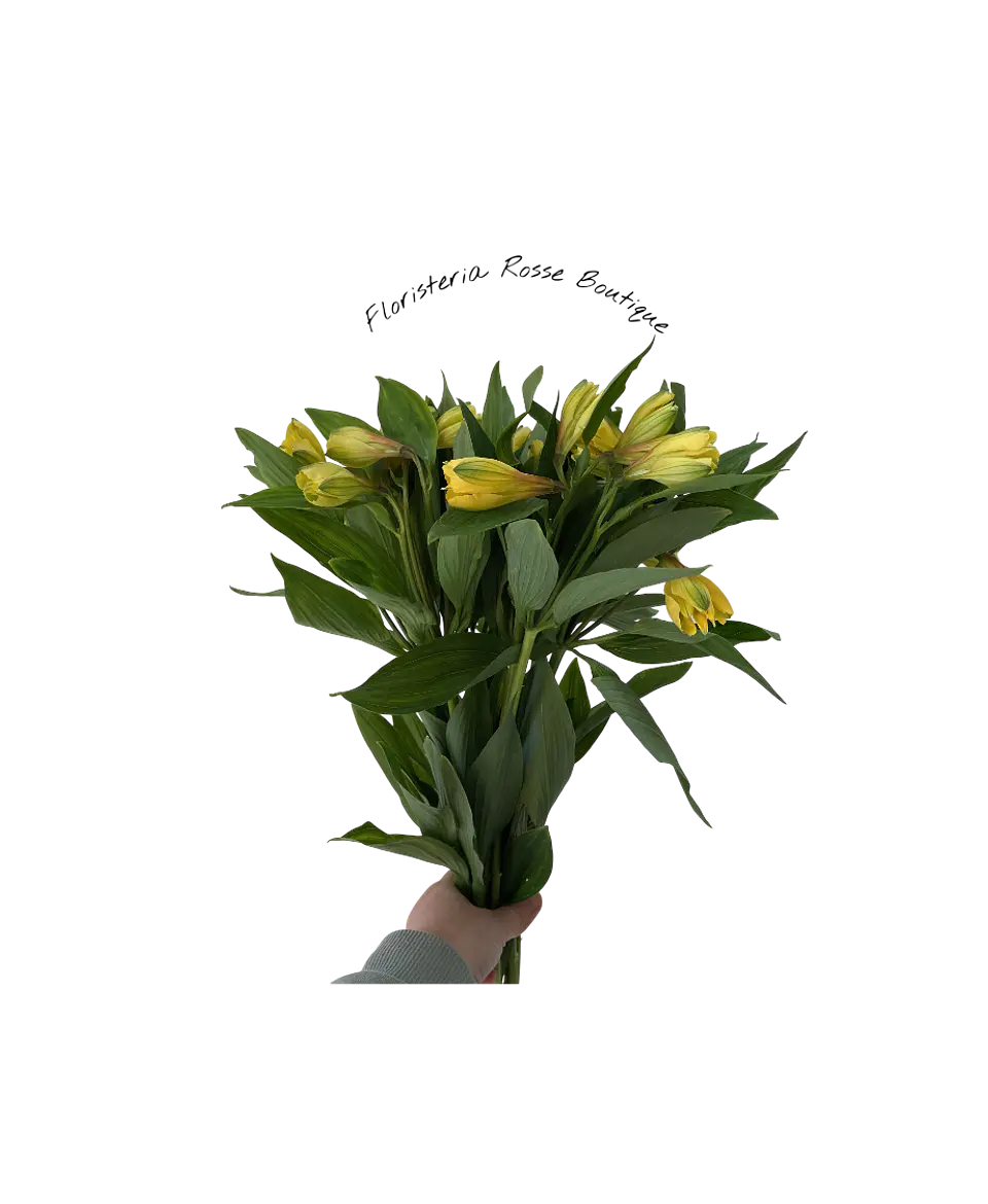 Paquete de Astromelia Amarilla 1