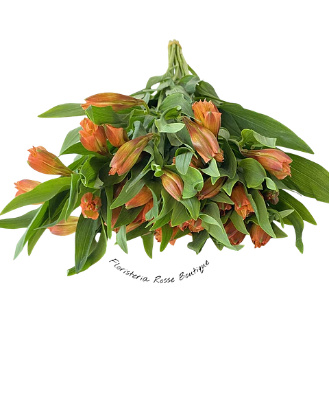 Paquete de Astromelia Naranja