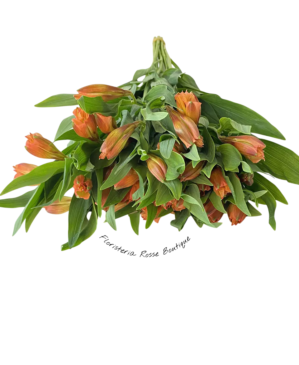 Paquete de Astromelia Naranja 1