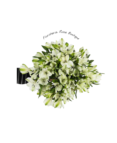 Paquete de Astromelia Blanca