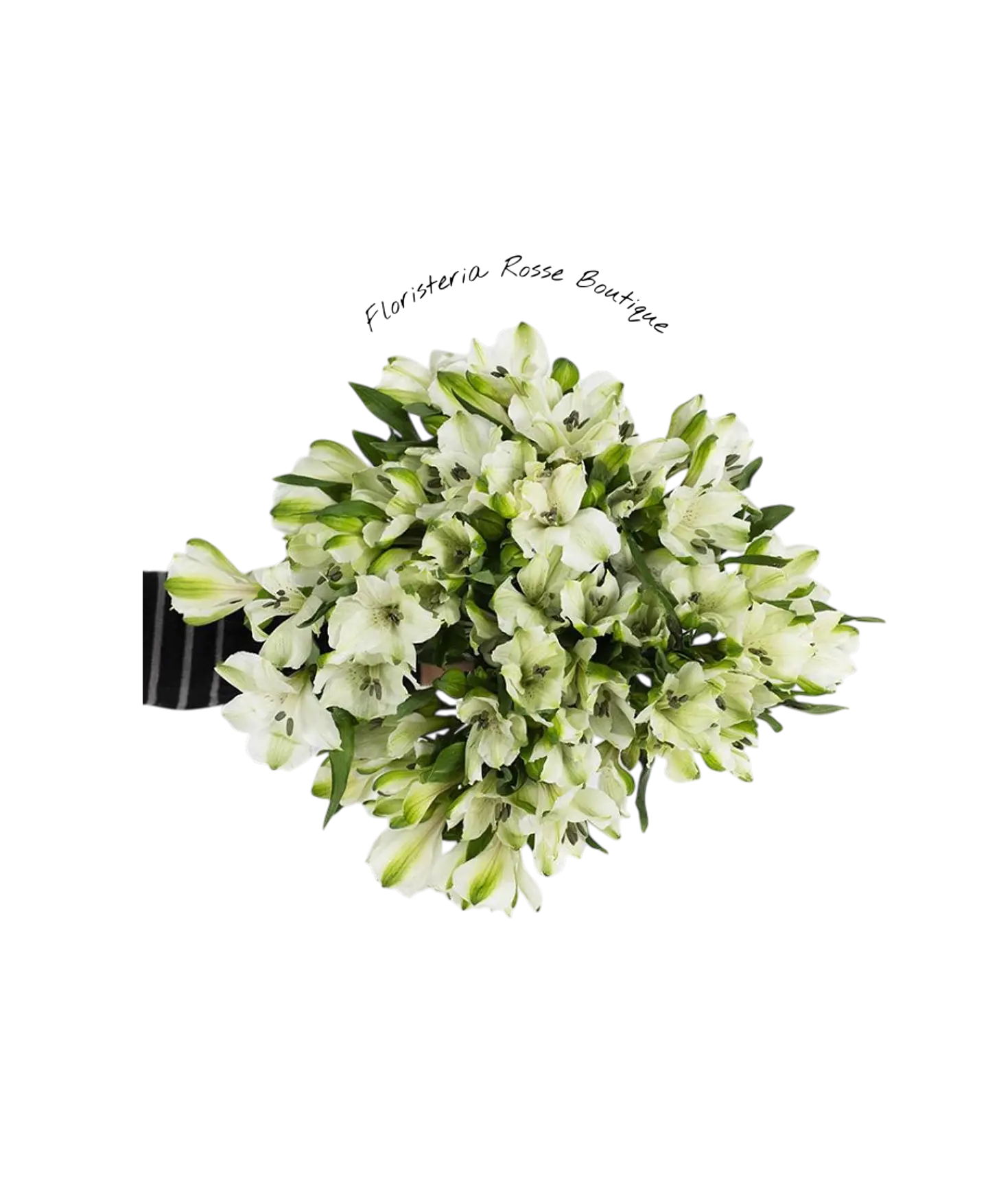 Paquete de Astromelia Blanca 1
