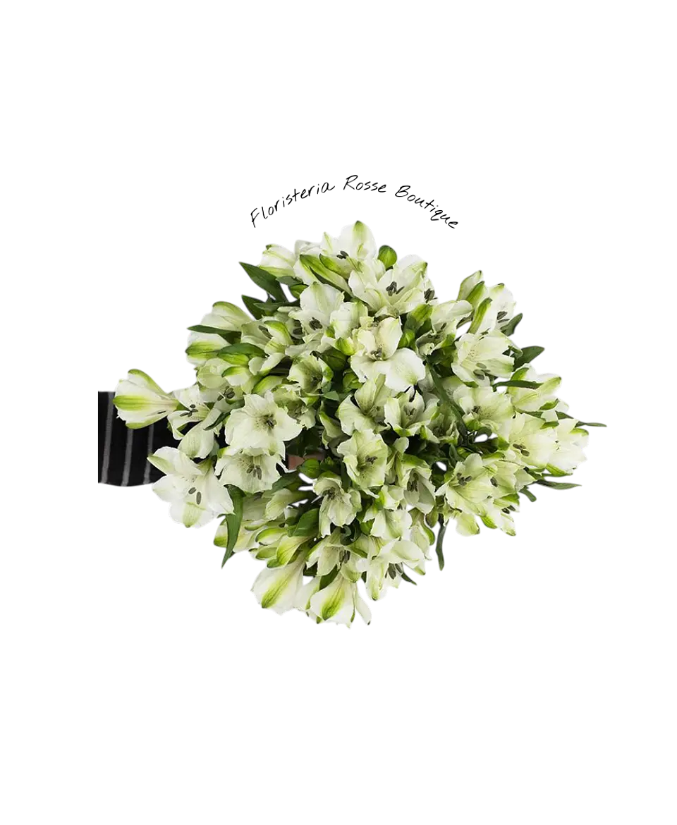 Paquete de Astromelia Blanca 1