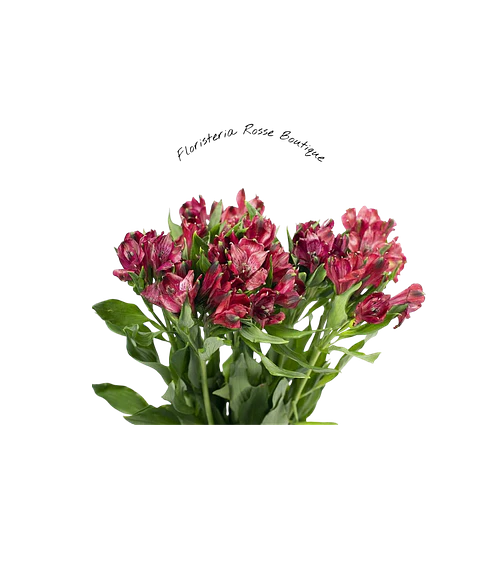 Paquete de Astromelia Roja