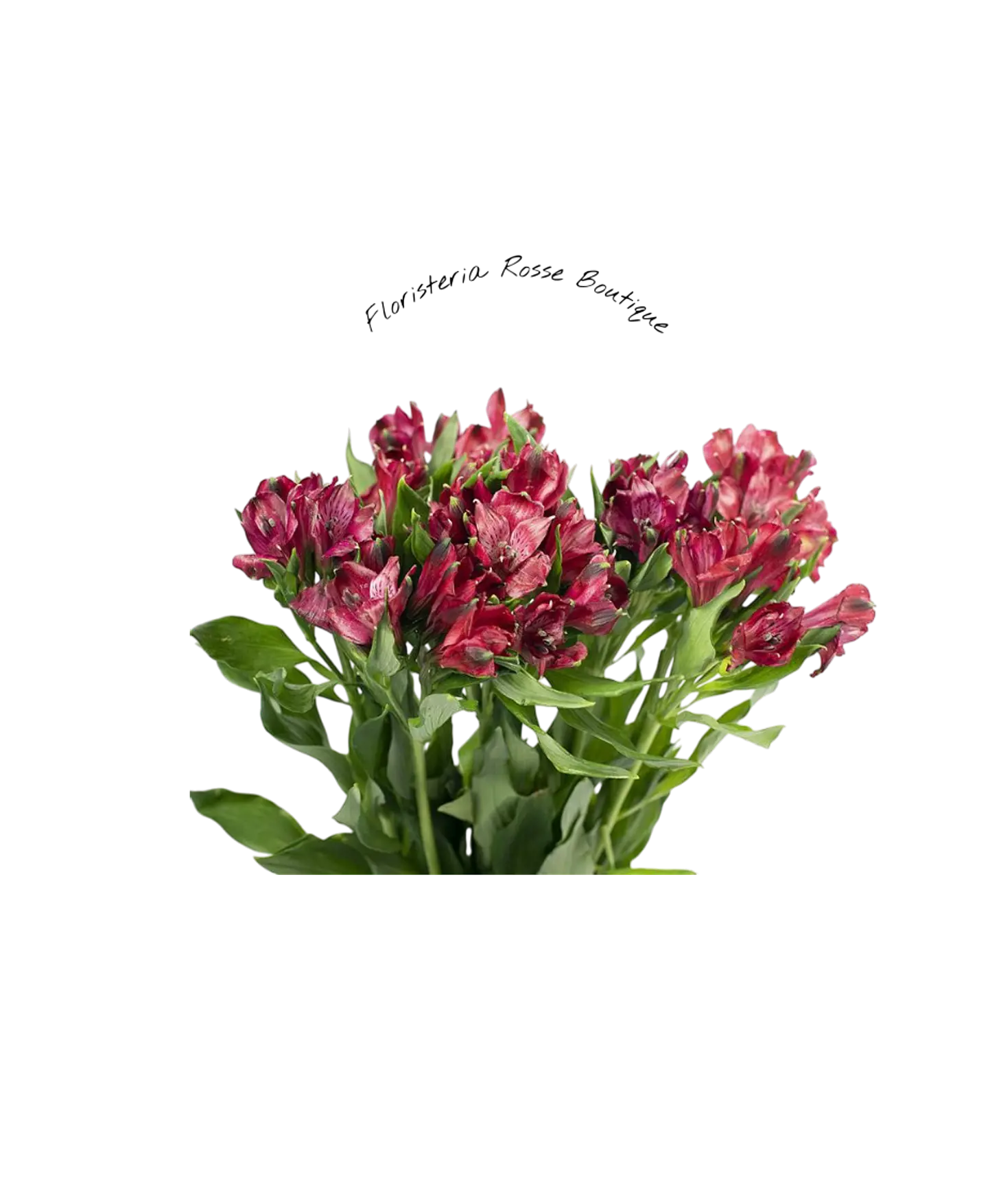 Paquete de Astromelia Roja 2