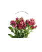 Paquete de Astromelia Roja - Miniatura 2