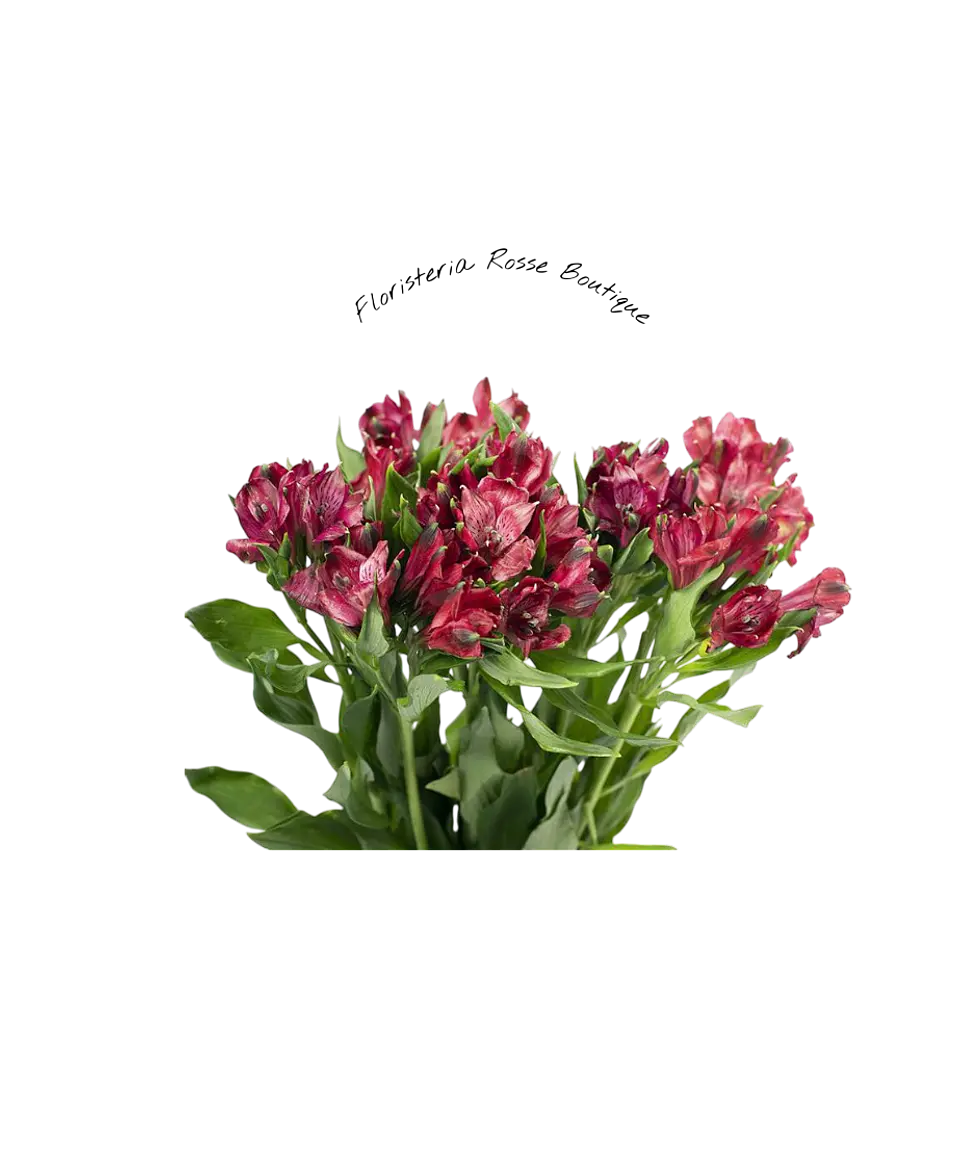 Paquete de Astromelia Roja 2