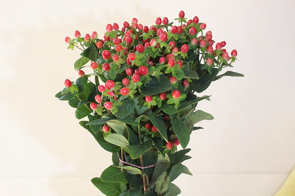 Paquete de Imperico (hympericum) 1