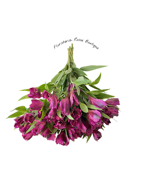 Paquete de Astromelia Morada