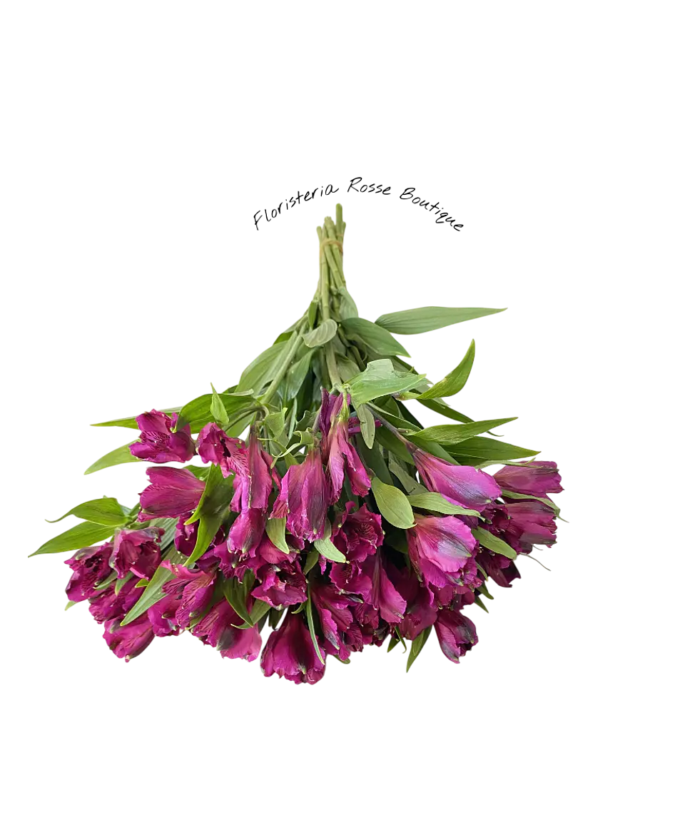 Paquete de Astromelia Morada 2