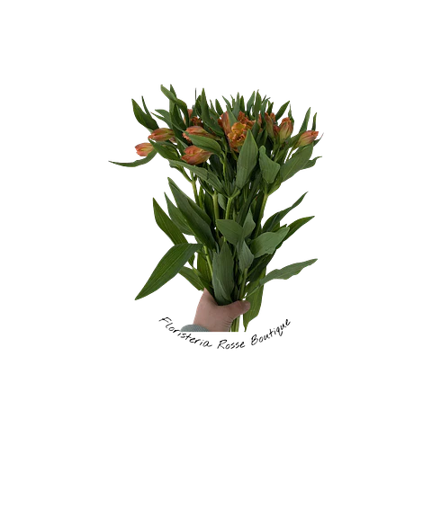 Paquete de Astromelia Naranja