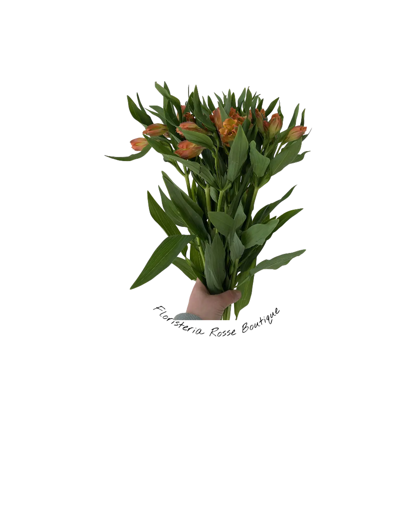 Paquete de Astromelia Naranja 2