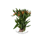 Paquete de Astromelia Naranja - Miniatura 2