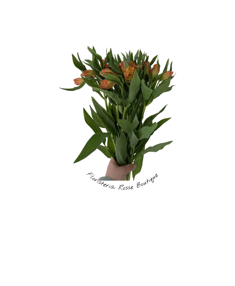 Paquete de Astromelia Naranja 2