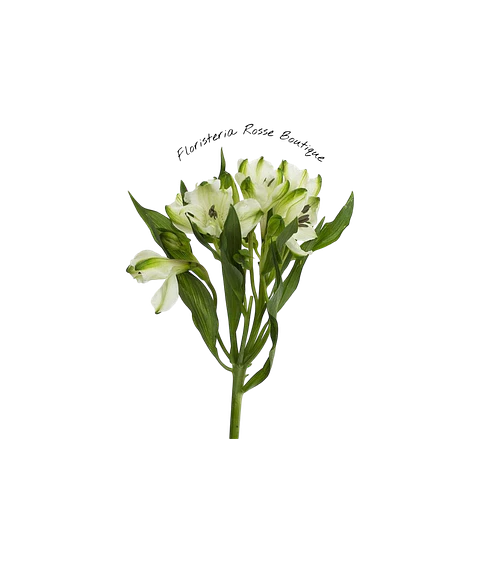 Paquete de Astromelia Blanca