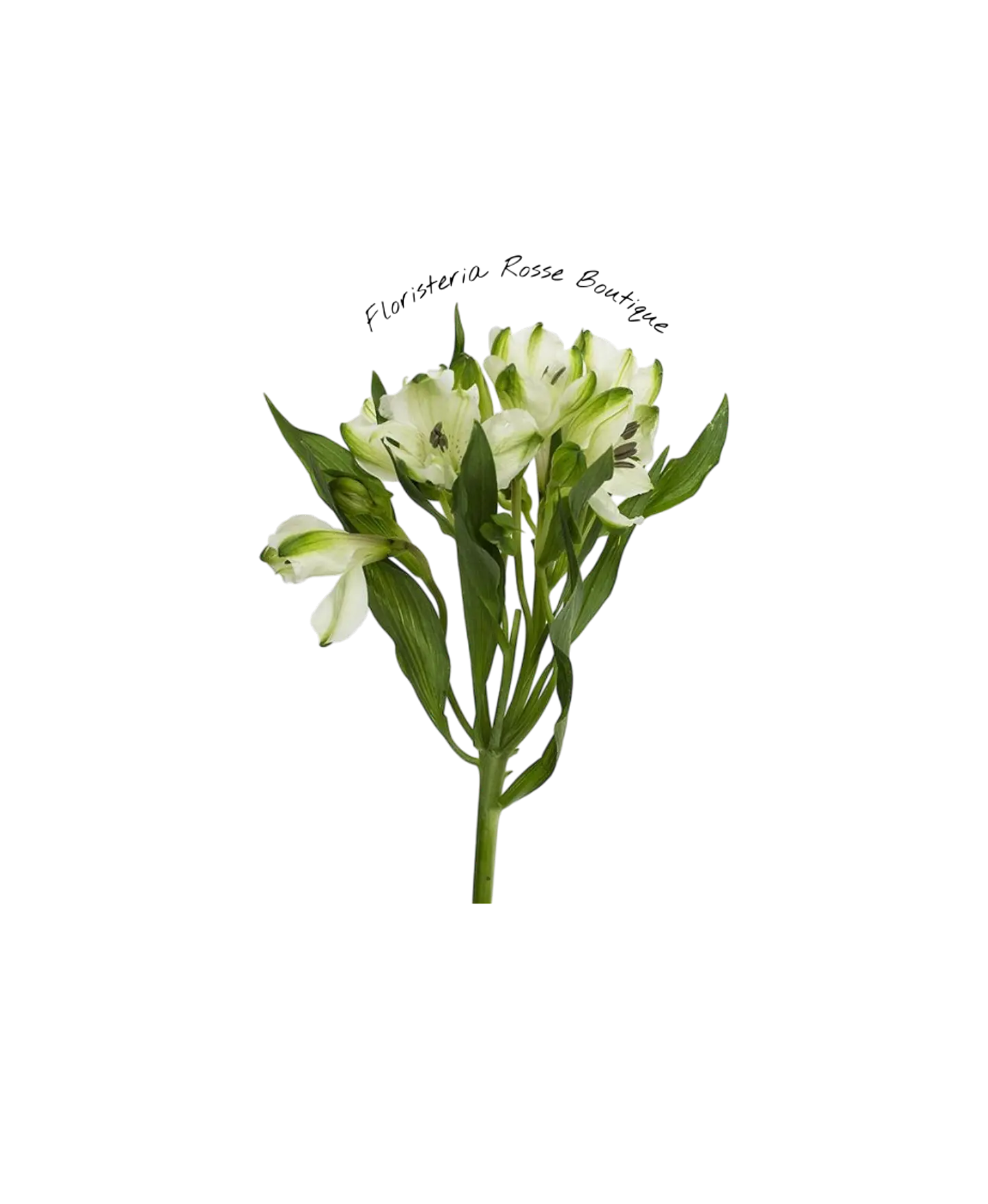 Paquete de Astromelia Blanca 2