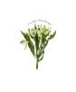 Paquete de Astromelia Blanca - Miniatura 2