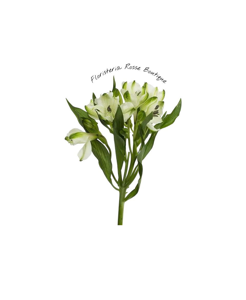 Paquete de Astromelia Blanca 2