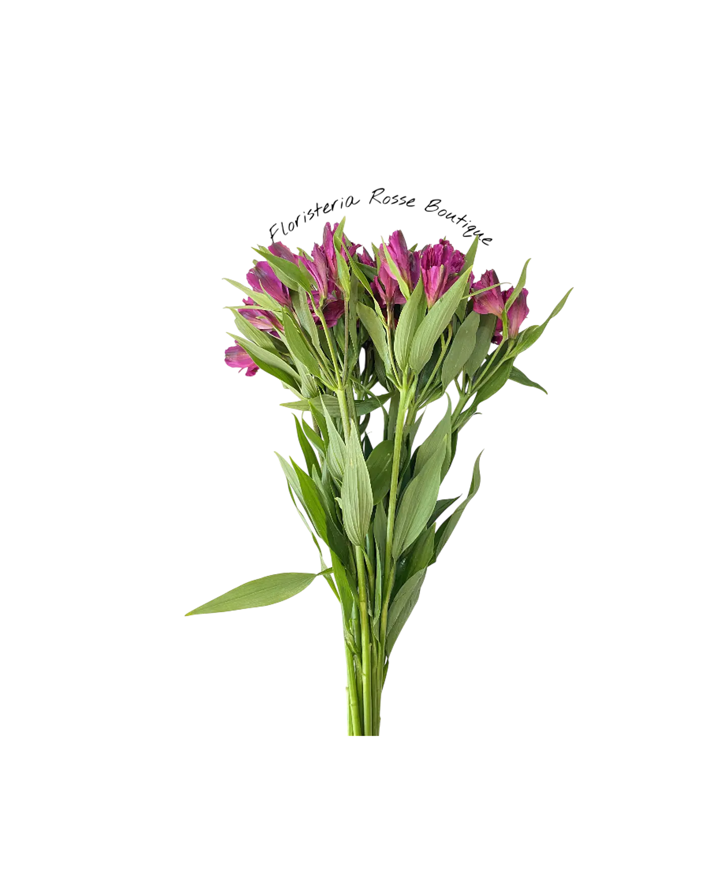 Paquete de Astromelia Morada 3