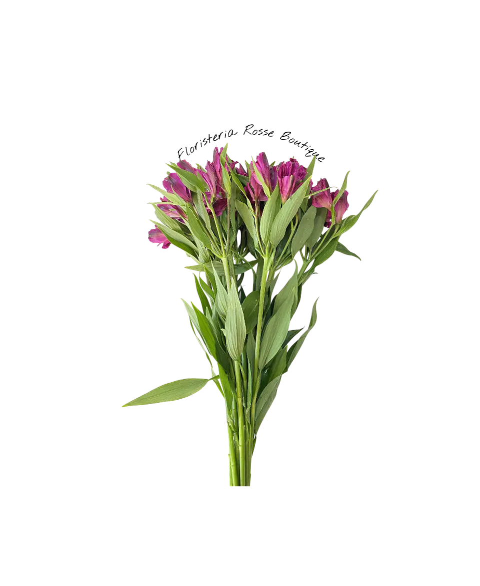 Paquete de Astromelia Morada 3