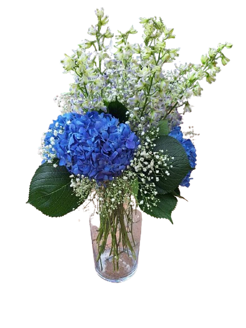 Hortensias en Flor